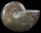 Flashy Red Iridescent Ammonite - Wide #52313-1